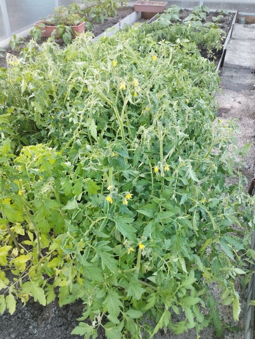 Продам рассаду помидоров