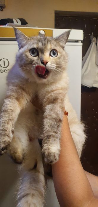 Отдам кошку и котят