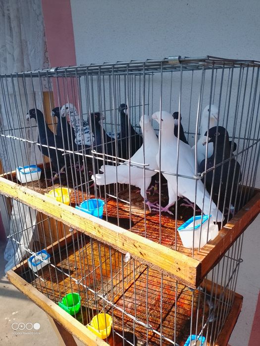 Voiajori germani de frumusete