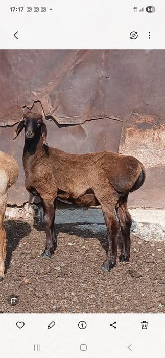 Продам Гиссарских кошкарчиков