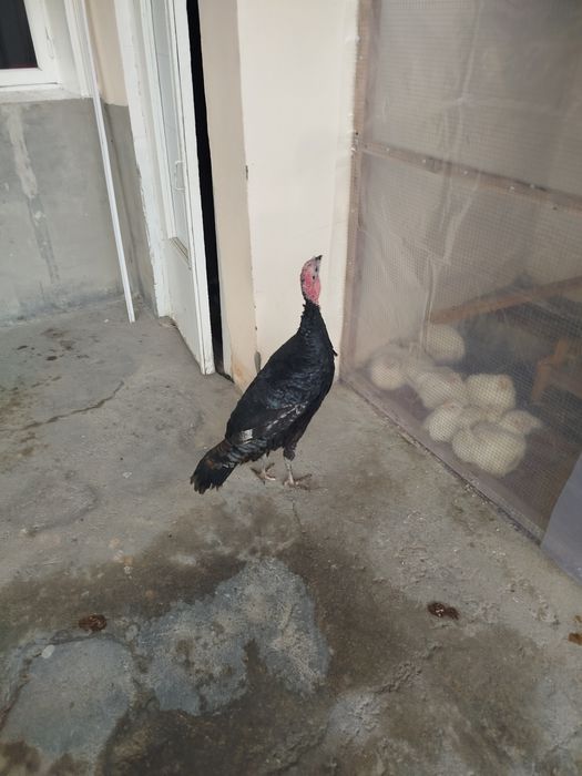 Bahorgi 7-8 oyli erkak kurka sotiladi