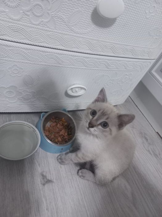 Отдадим кота девочку бесплатно