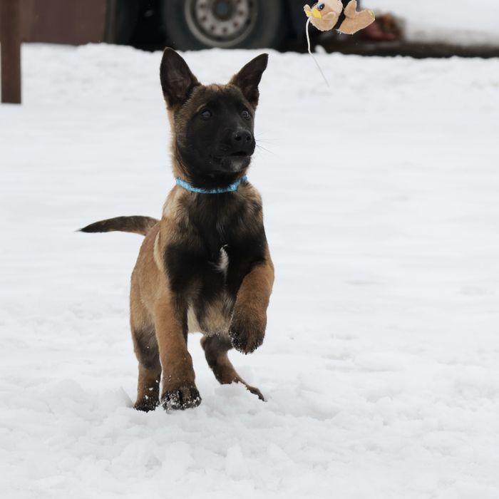 Возраст 3 мес, Бельгийские овчарки малинуа от супер-производителей
