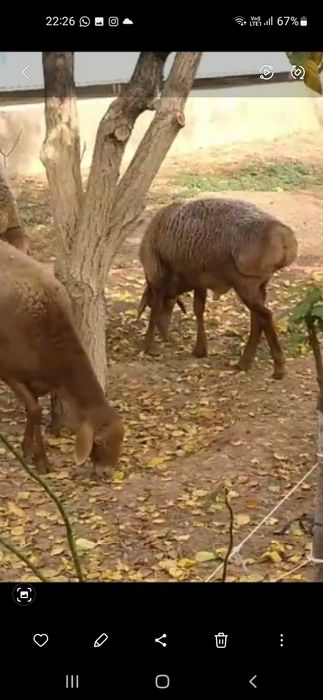 Кошкар сатылымда .