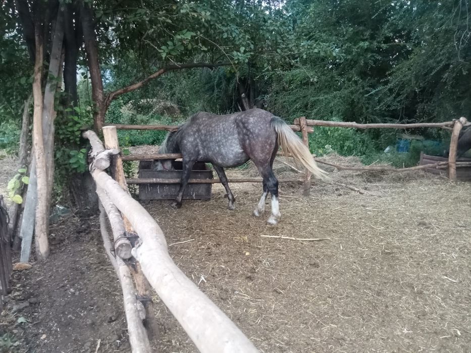 Сельхоз животные