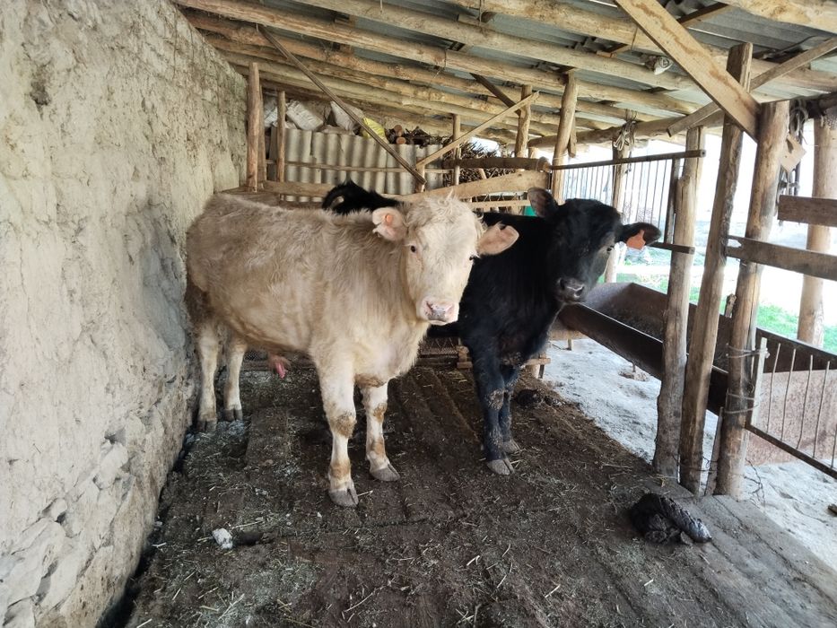 Angus va avlikol buqachalar sotiladi 10 oylik