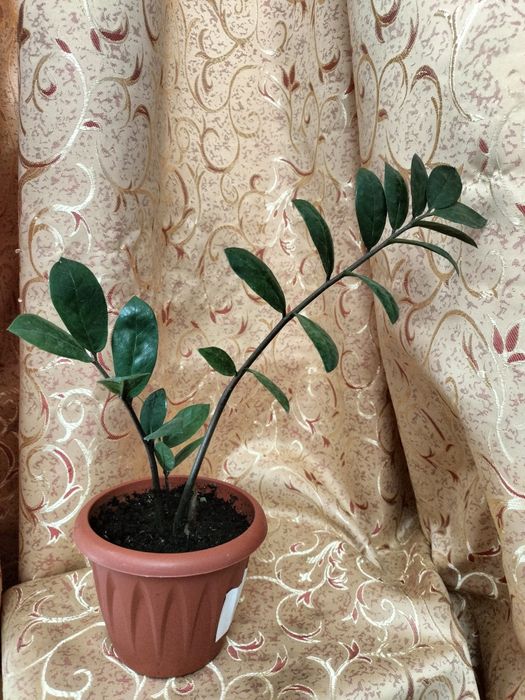 Продам замиакулькас