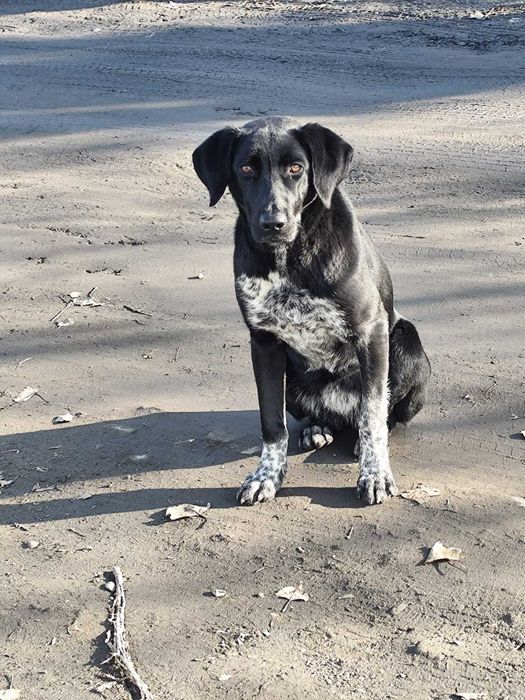 Собака бесплатно