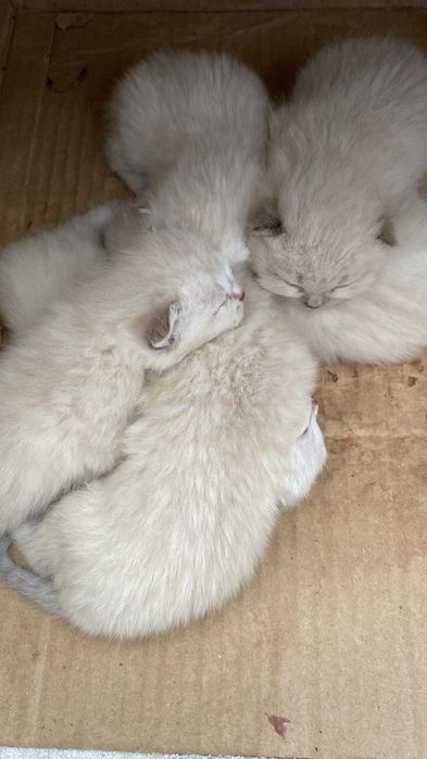 Кот на вязку шиншилла