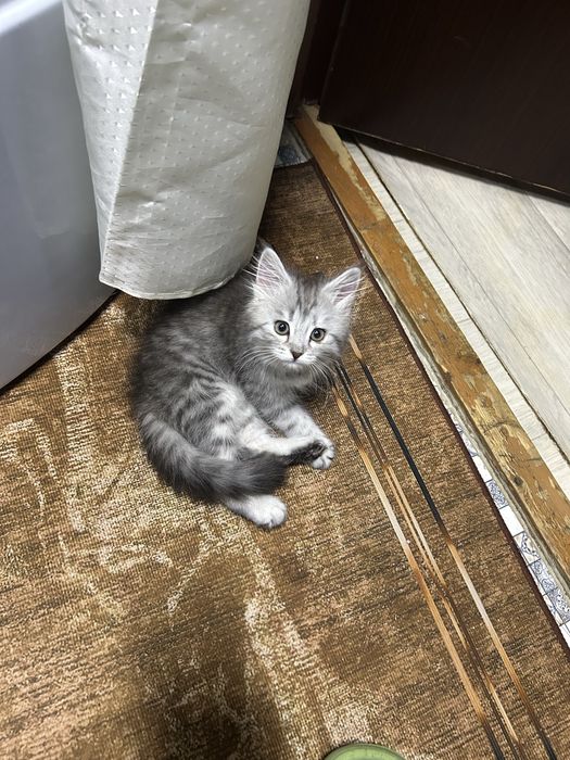 Продам котенка девочку