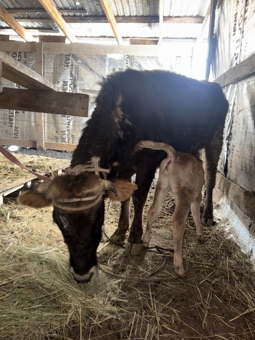 Корова с теленком