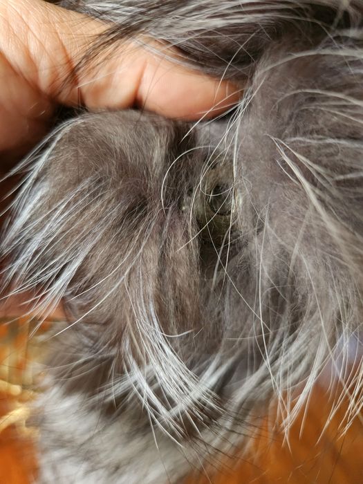 Vand Vesta Blana Vulpe