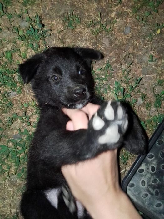 Отдам щенка в хорошие руки