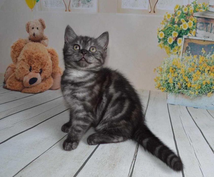 Котята Скоттиш Страйт Британцы