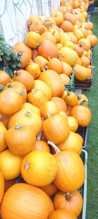 Dovleac Halloween și decorativ în Cluj
