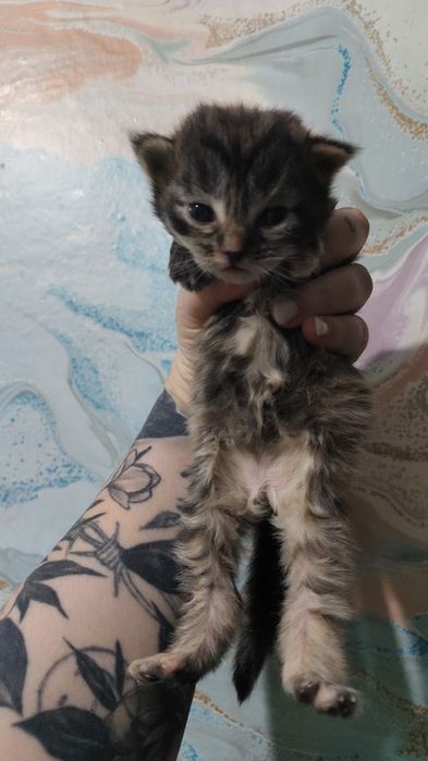 Бронирование котят ,помесь Мейн-куном
