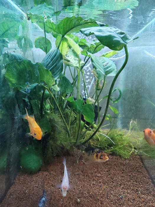 Anubias.           .