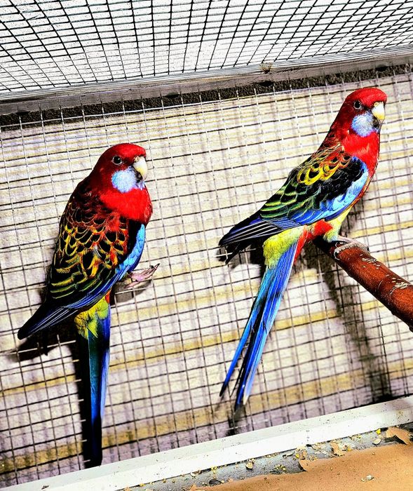 Vand sau schimb cu perechi de papagal calugar