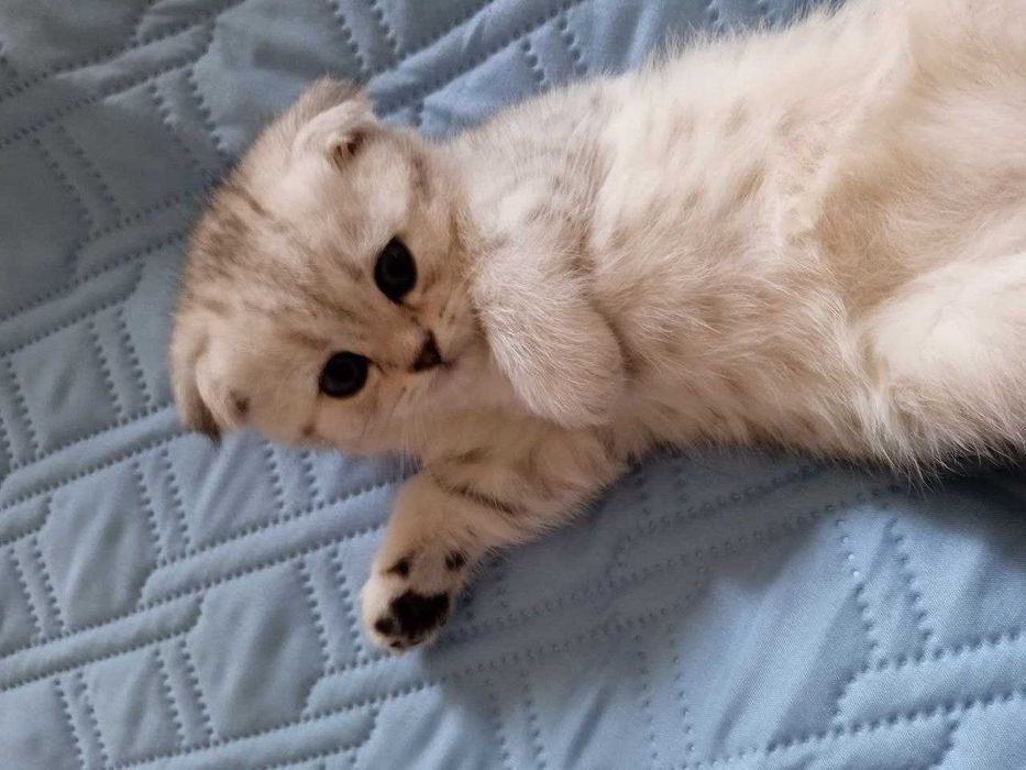 Продаются котята.