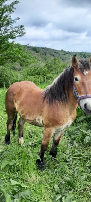 Cai de vinzare cirlana 1an și 3 lunii