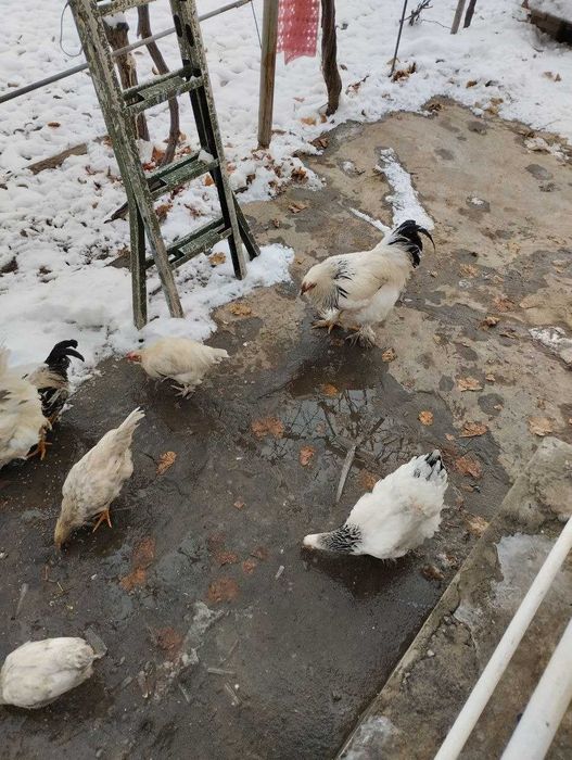 Брама товуқлари сотилади