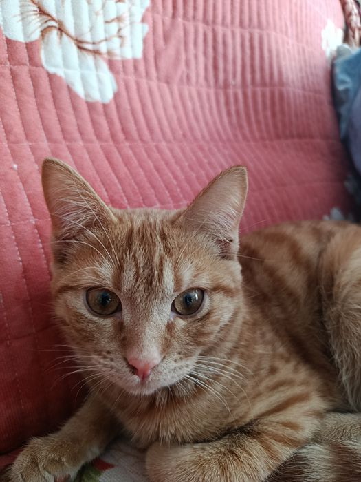 Отдам/продам котика в свой дом