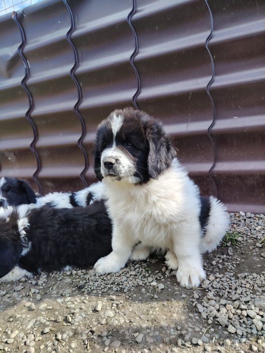 Ciobănesc românesc de Bucovina