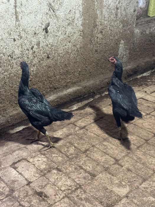 Ганой сотилади йилик товуклар 3,5 кг