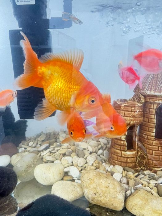 Продам золотых рыбок