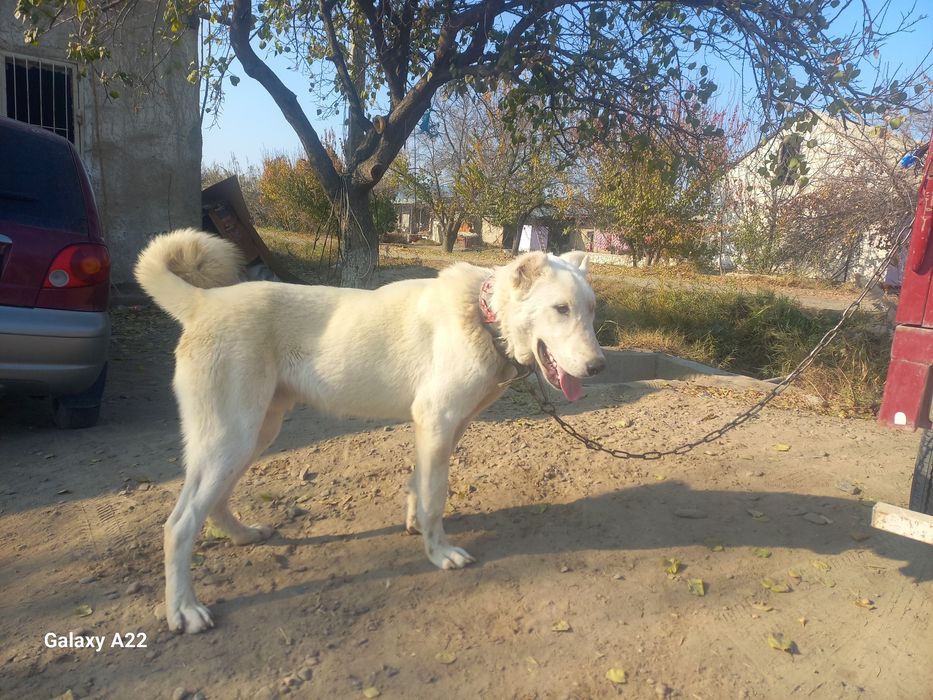 Alabay Gigant chistiy zot