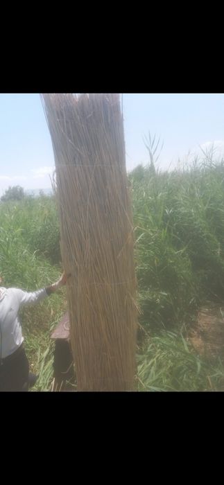 қамыс,камыс,камыш,маты