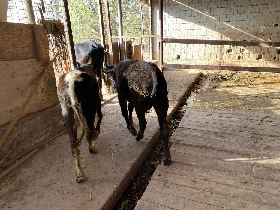 Буқа сатылады 2 бас