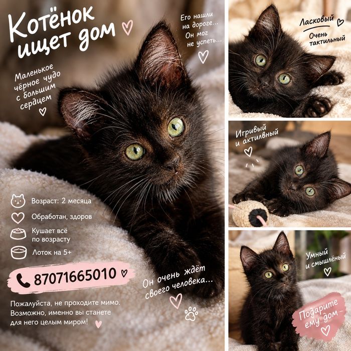 Котенок ищет дом