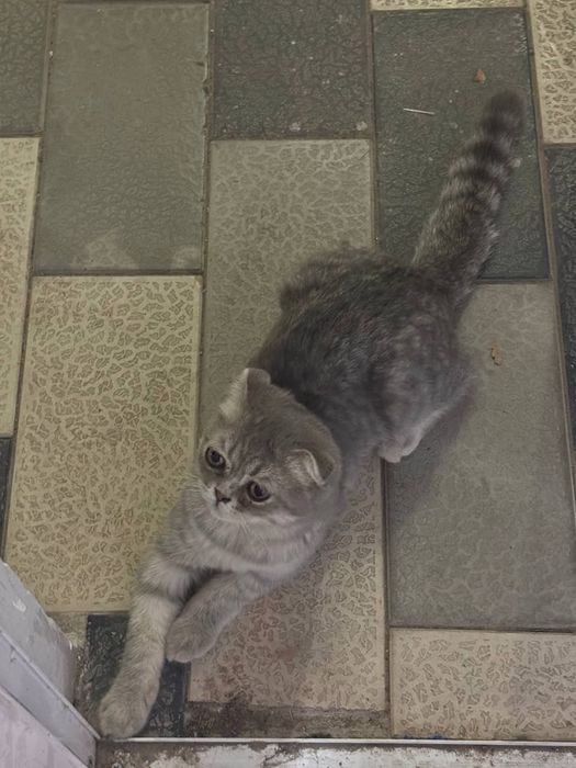 Scottish Fold nasabli mushuk sotiladi
