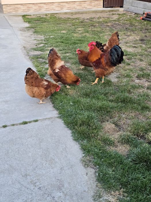 De vanzare familie sussex si new hampshire