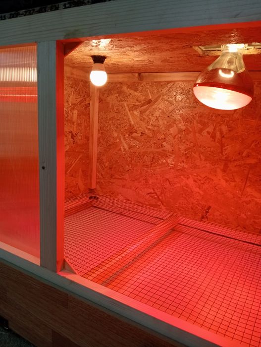 Maternitate pui de o zi