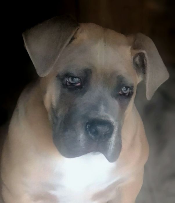 Mascul Cane Corso formentino,cu Pedigree+