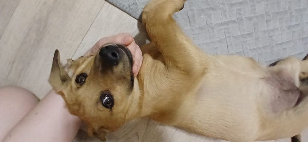 Щенки бесплатно в добрые руки