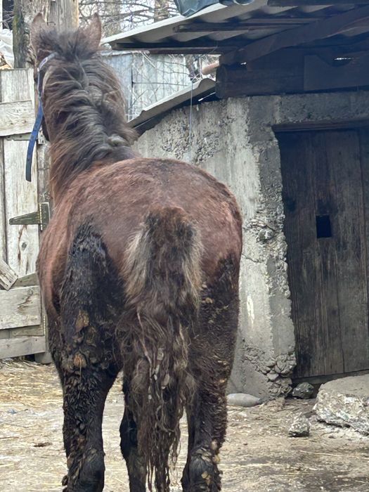 Vand manz de opt luni