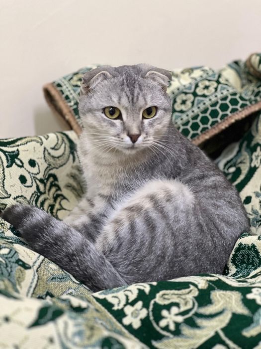 Кошка в добрые руки