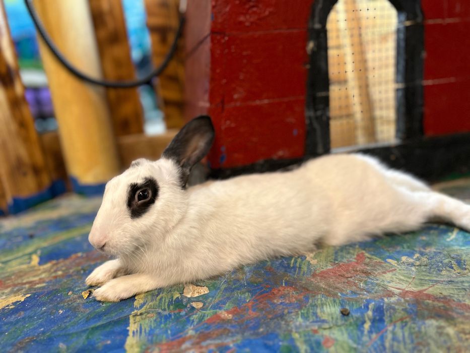 Животный кролики