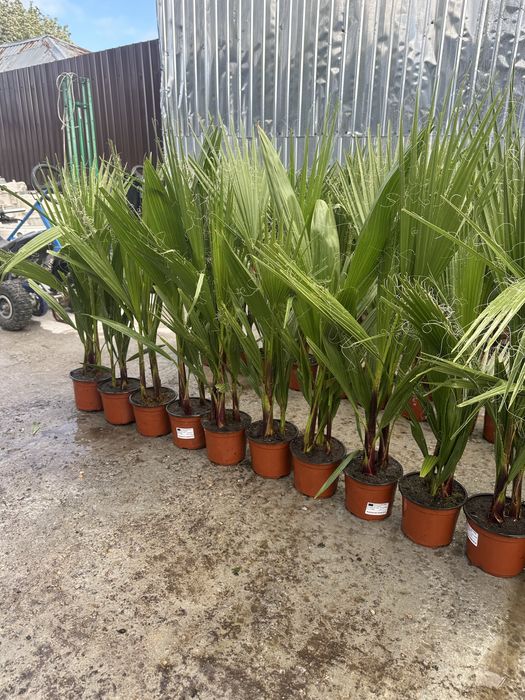 Vand palmieri 70-80 cm cate 2/3 in ghiveci