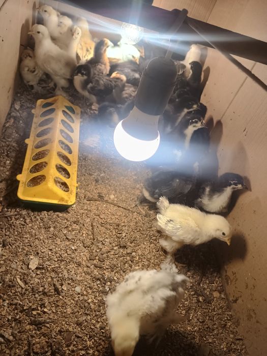 Puișori brahma herminat