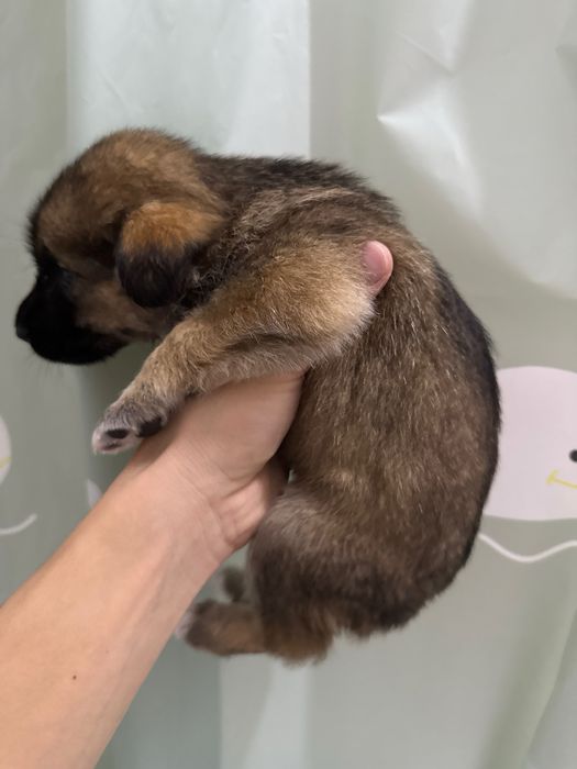 Отдам щенка бесплатно