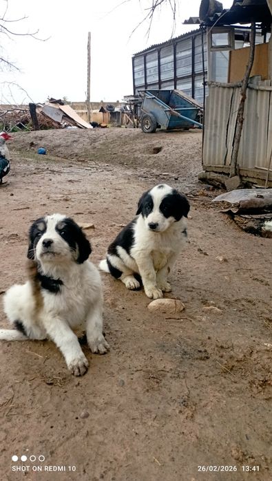 Itlar bor Itlar bor tekinga parodiya qozoqi 2 oylik kuchuk bolalari