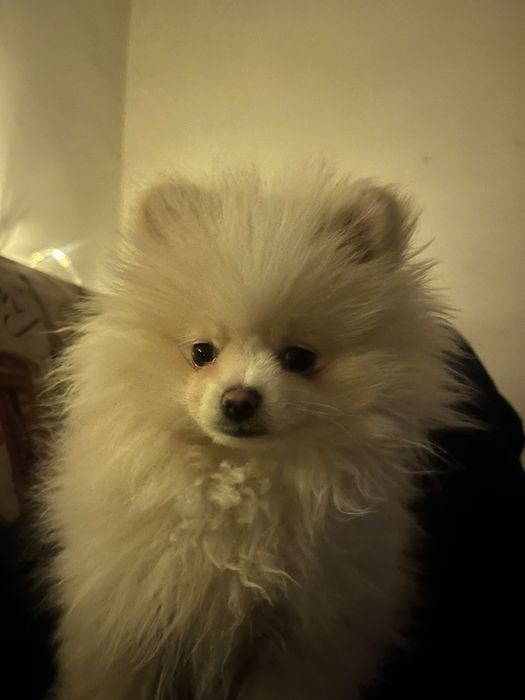 Продаётся очаровательный мальчик, возраст 3месяца 20дней.