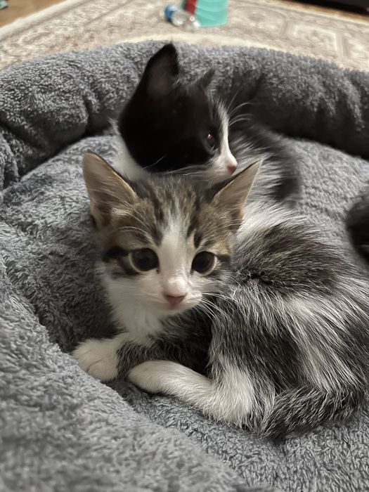 Отдам котят в хорошие руки
