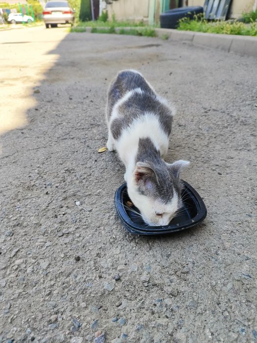 Отдам котика в добрые руки