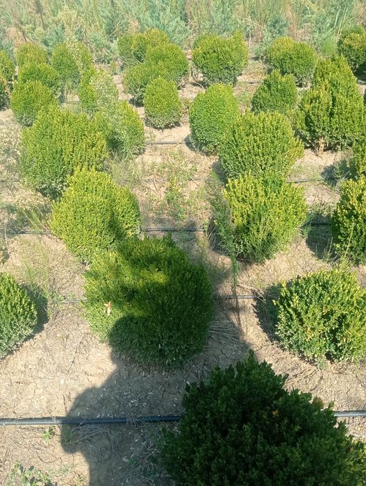 Rilaiding plantat