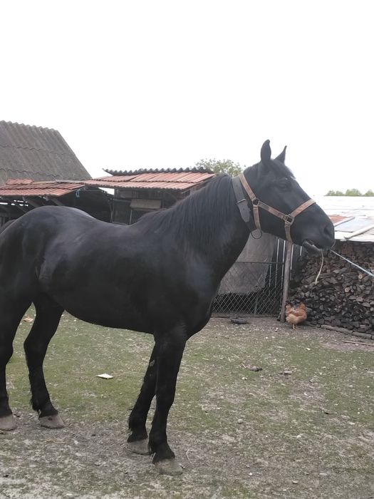 Vând cal de talie mare